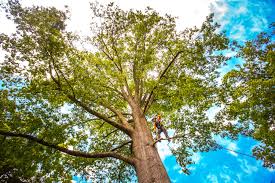 Best Root Management and Removal  in Blue Ridge, TX