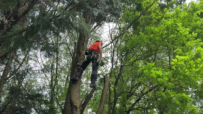 Best Tree Cabling and Bracing  in Blue Ridge, TX