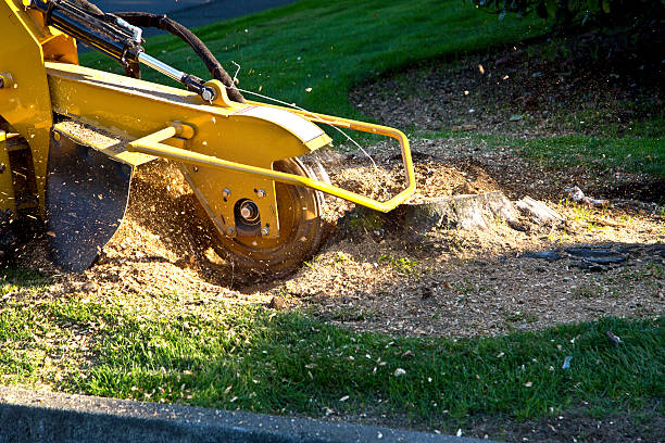 Best Lawn Disease Treatment  in Blue Ridge, TX
